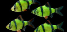 Светящиеся аквариумные рыбки